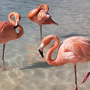 Palmita , Oranjestad Aruba